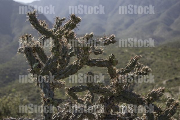 Cholla Cactus