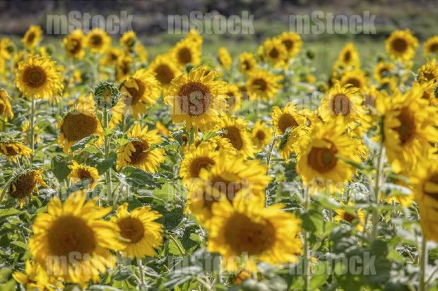 Cultivo de girasoles 1