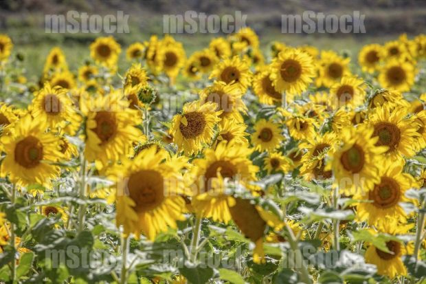 Cultivo de girasoles 2