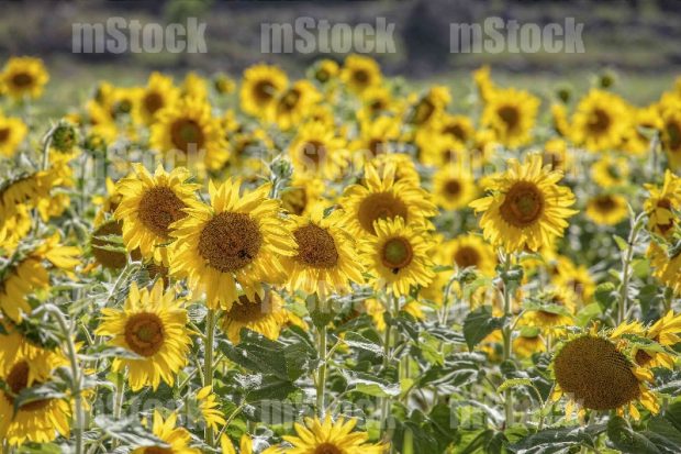 Cultivo de girasoles 3