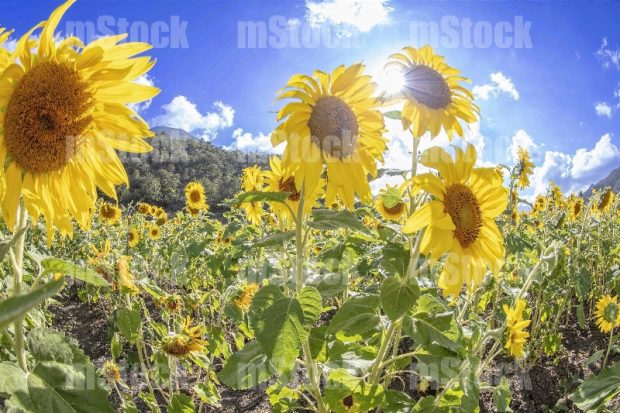 Cultivo de girasoles 5
