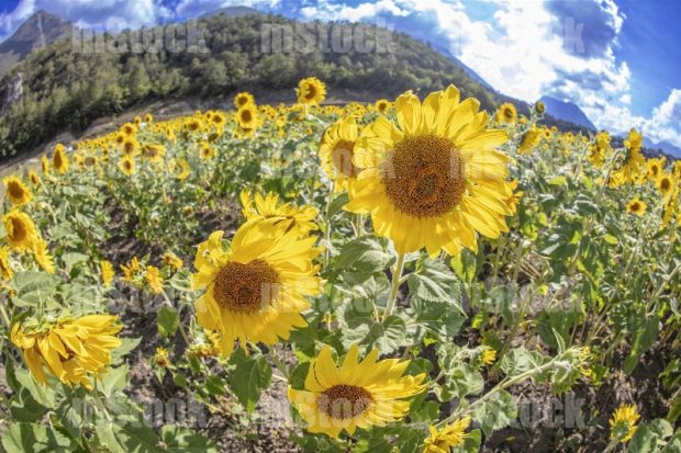 Cultivo de girasoles 6