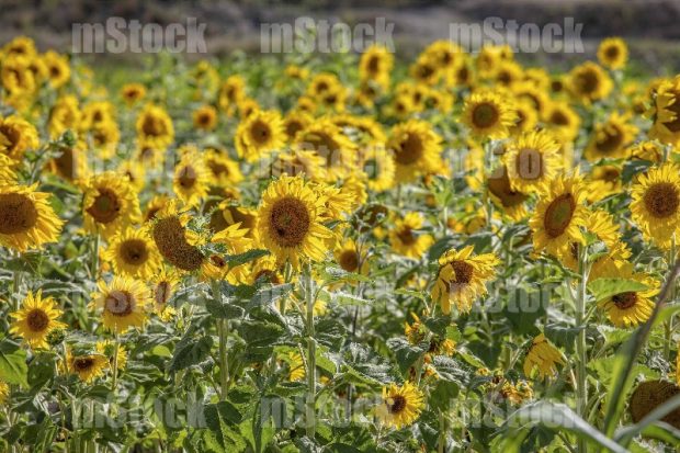 Cultivo de girasoles