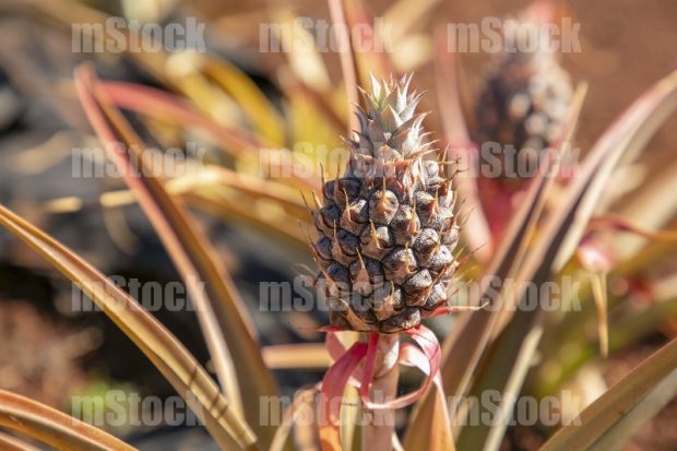 Cultivo de Piña 1