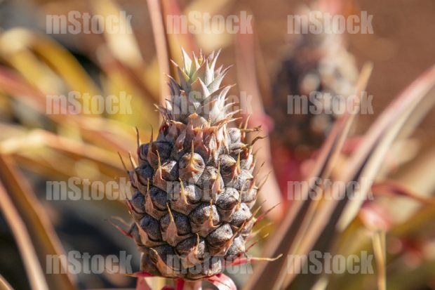 Cultivo de Piña