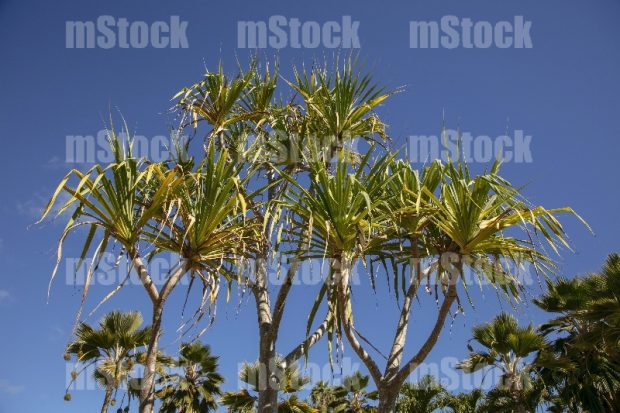 Dracaena Multiflora