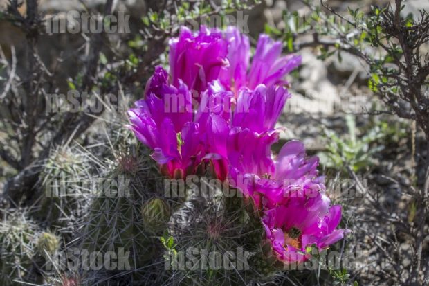 Echinocereus Cactus