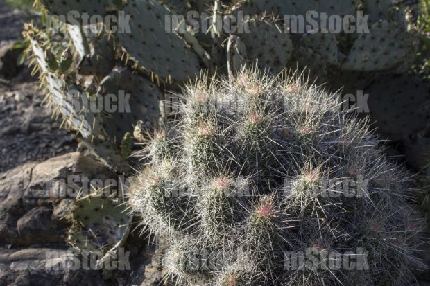 Echinocereus triglochidiatus