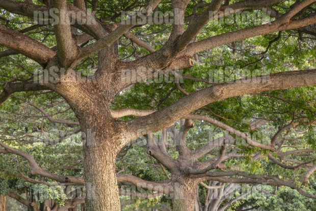 El Arbol de Roble