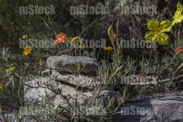 Flores del desierto