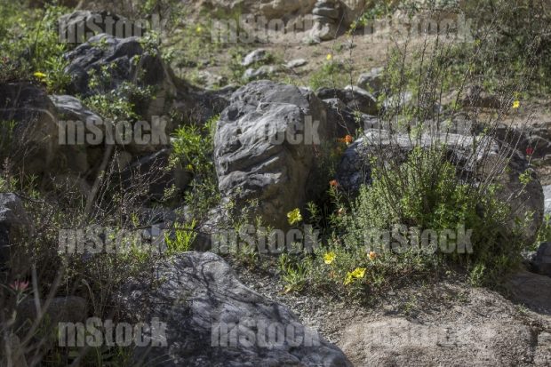 Flores en el desierto