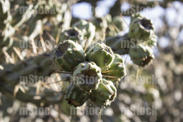 Fruto del Arbol de Cholla