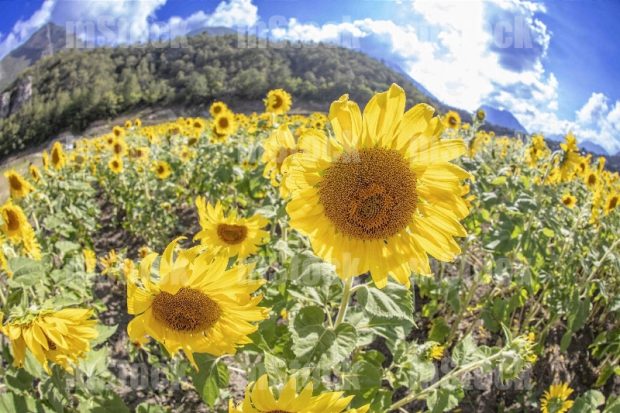 Girasoles 1
