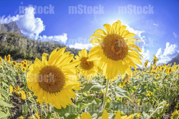 Girasoles