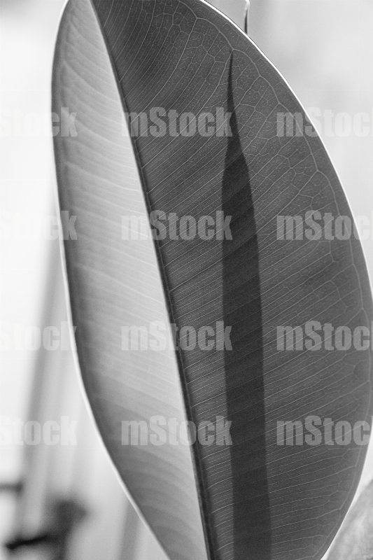 Hoja del arbol de hule BW