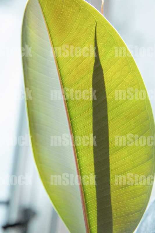 Hoja del arbol de hule