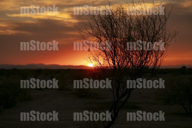Huizache al Atardecer