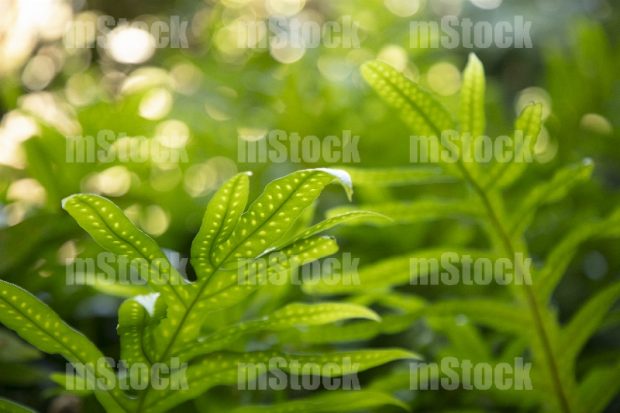 Lauae Fern