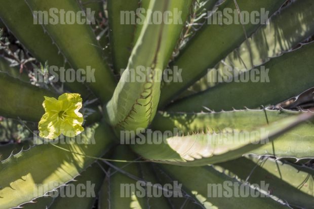 Maguey