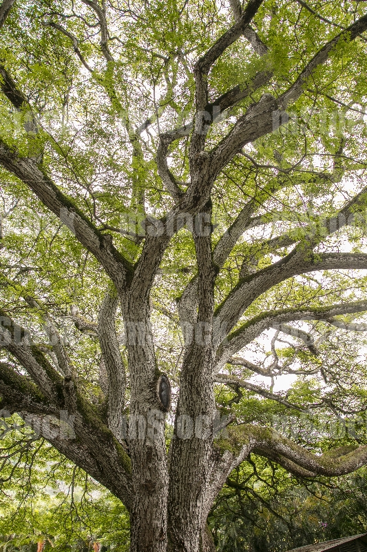 Monkey pod tree vertical