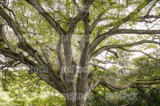Monkey pod tree