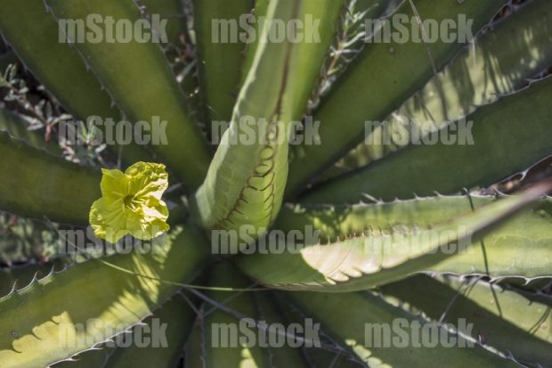 Oenothera