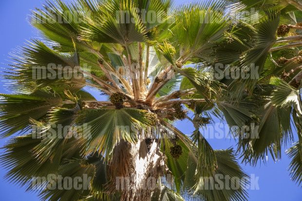 Pritchardia Pacífica o Palma Abanico