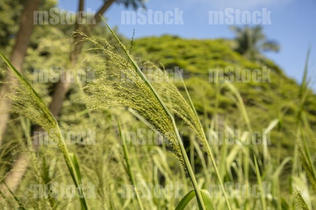 Teff Grass