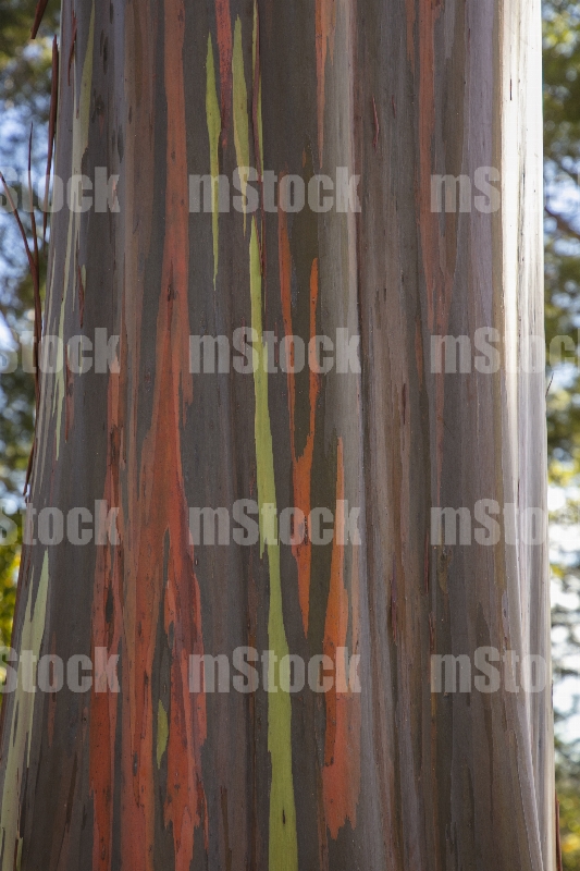 Tronco de Eucalipto Arcoiris 1