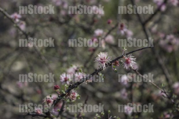 Turner's Mimosa
