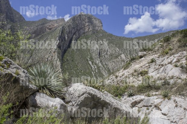 Vereda en Parque Nacional en México
