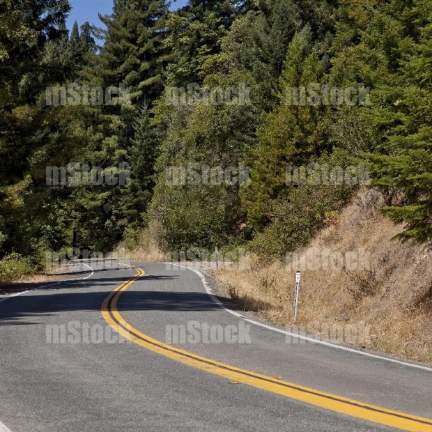 Carretera turística en bosque