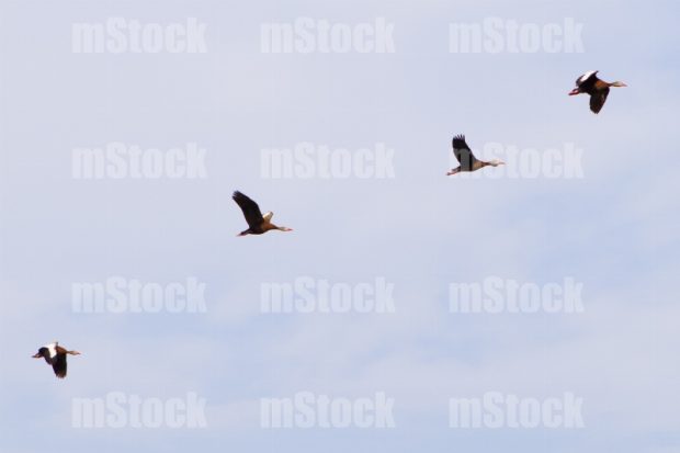 Black bellied whistling duck