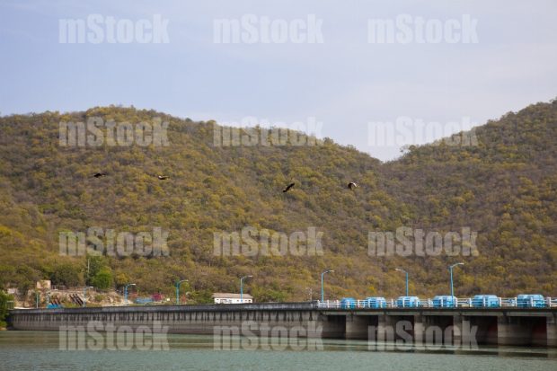 Presa de la Boca Fauna