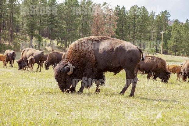 Bufalo Americano