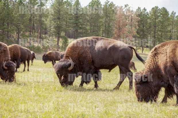 Manada de Bison Americano