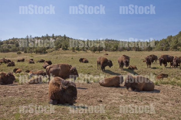 Manada de Bisontes Americanos