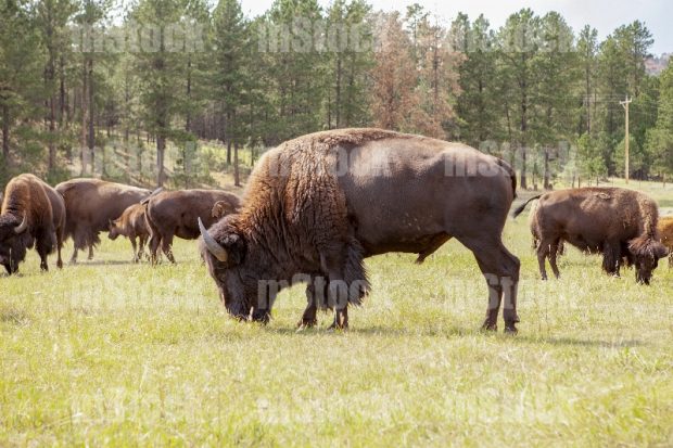 Manada de Bisontes