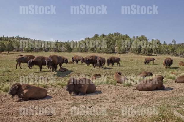 Manada de Bufalo Americano