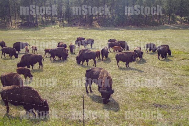 Manada de Bufalos en la Pradera