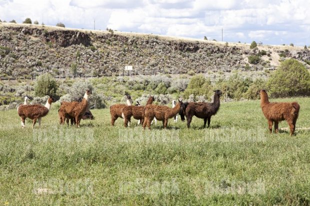Manada de Llamas