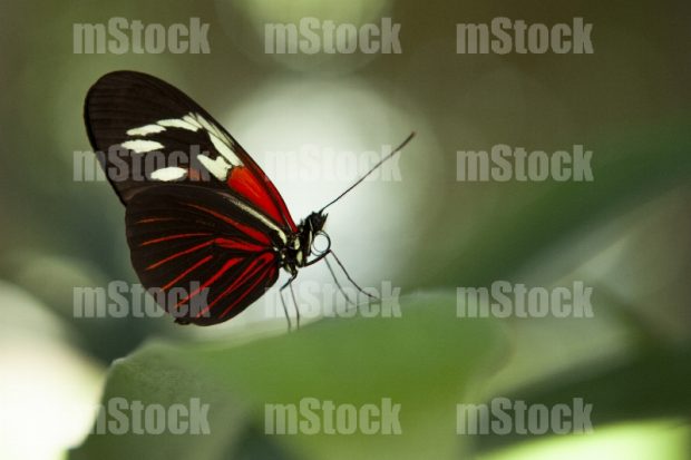Mariposa cartero heliconius melpomene
