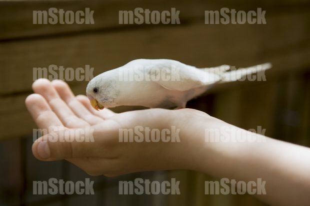 Pajaro Comiendo de la Mano