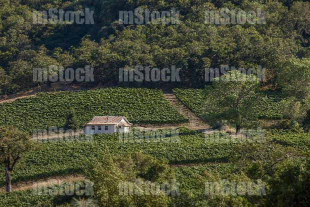 Campo Viñedo