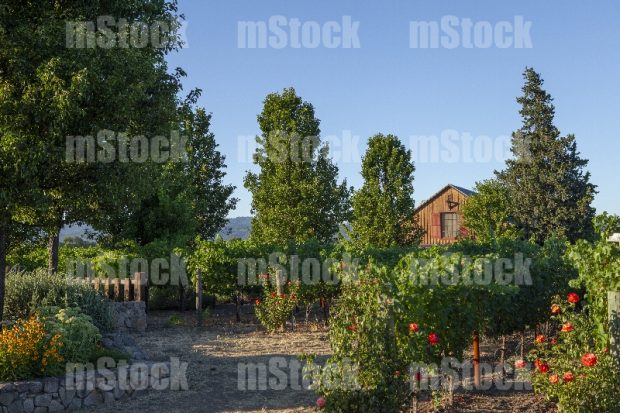 Viñedo