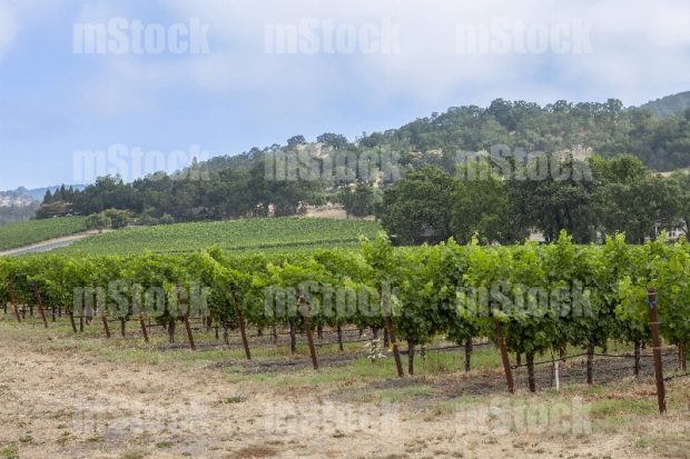 Viñedos