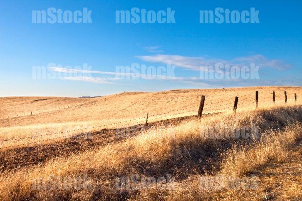 Campo seco