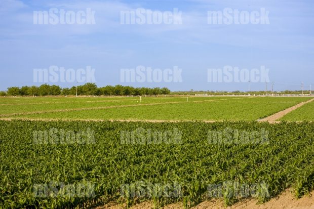 Tierra para Cultivo