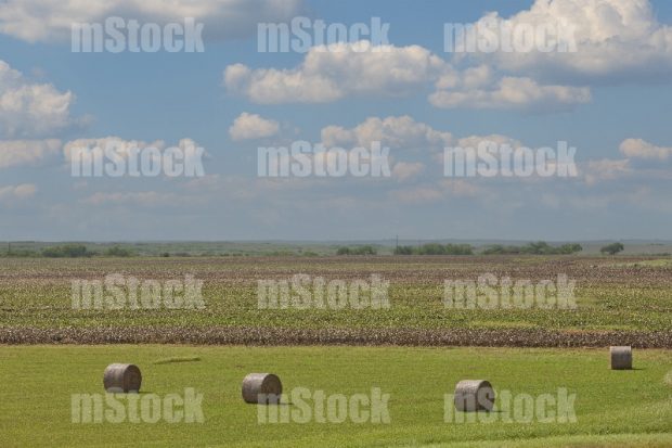 Forraje en Pacas