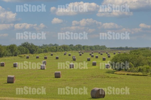 Pacas de forraje para ganado